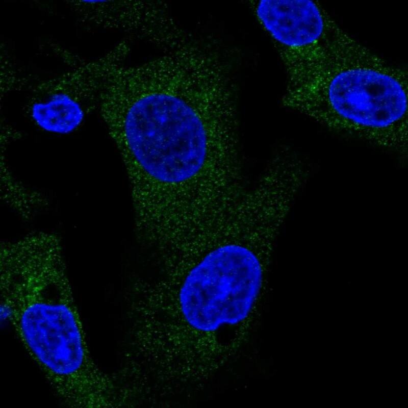 Staining of human cell line Hep G2 shows localization to cytosol.