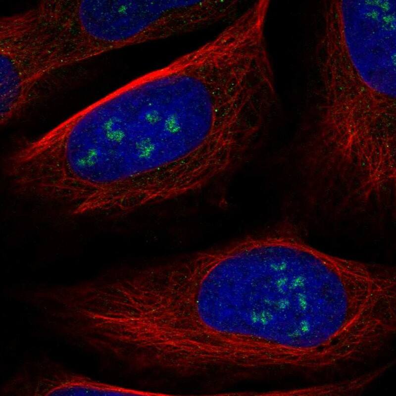 Immunocytochemistry/ Immunofluorescence WDR36 Antibody - BSA Free