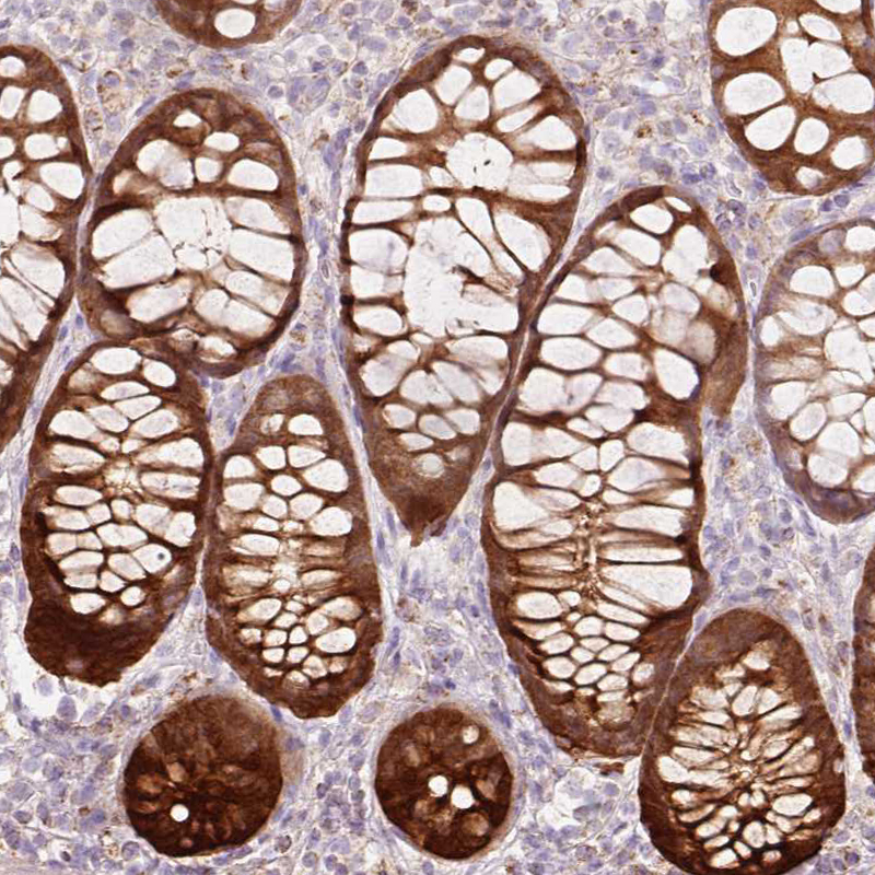 Staining of human rectum shows strong cytoplasmic positivity in glandular cells.