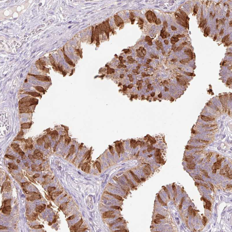 Staining of human fallopian tube shows strong cytoplasmic positivity in glandular cells.