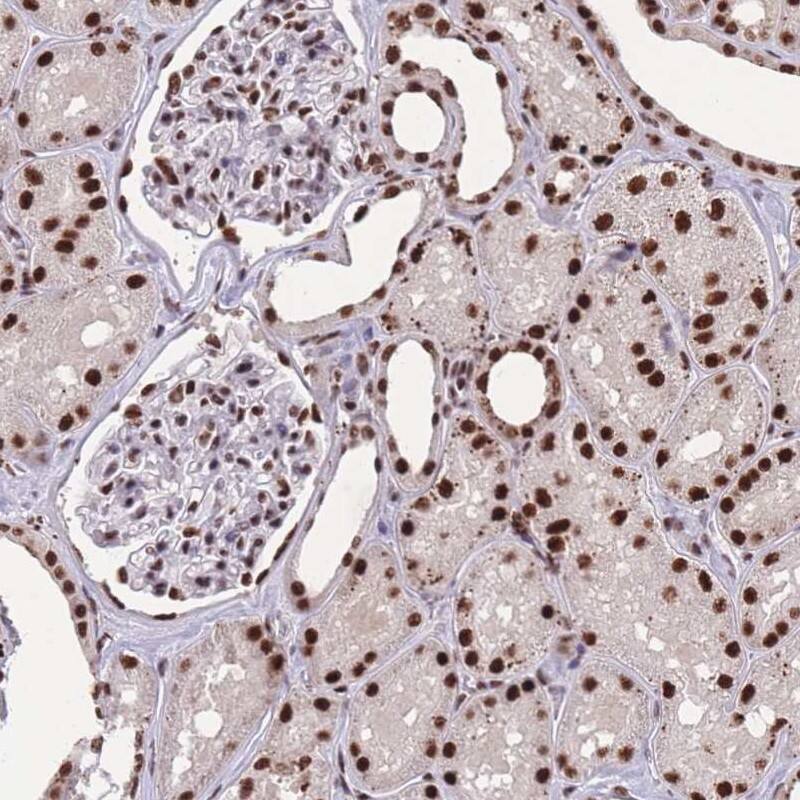 Staining of human kidney shows strong nuclear positivity.