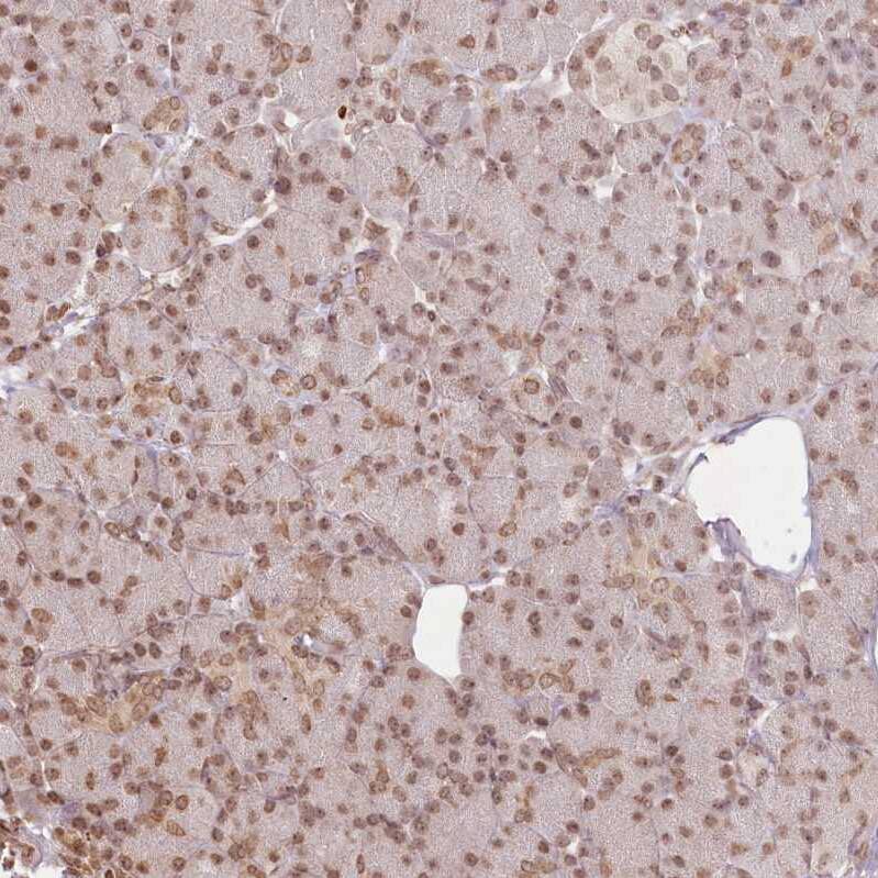 Staining of human pancreas shows weak to moderate nuclear positivity in exocrine glandular cells.