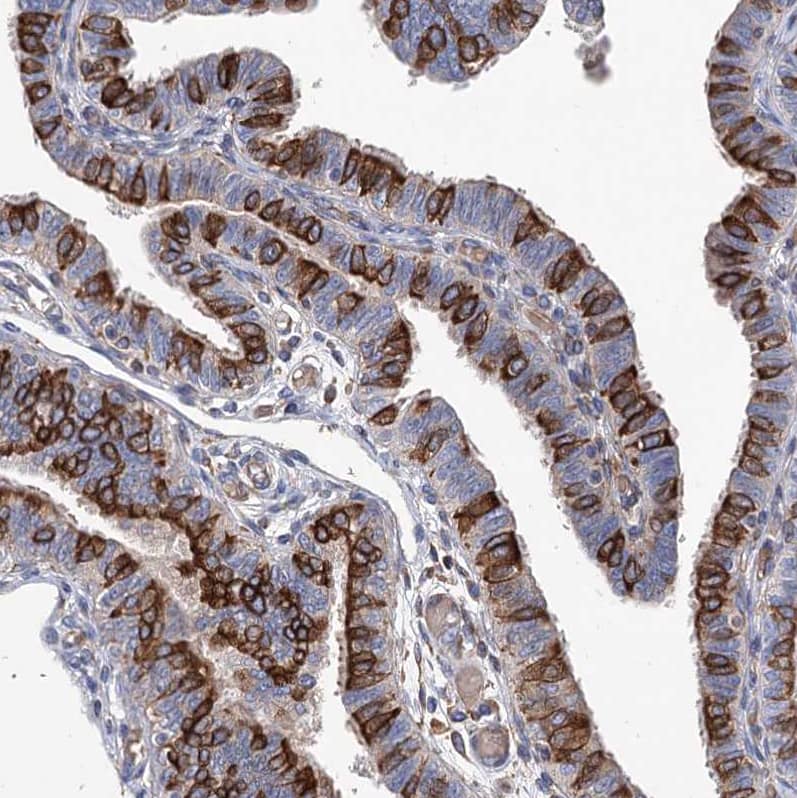 Staining of human Fallopian tube shows strong cytoplasmic and membranous positivity in glandular cells.
