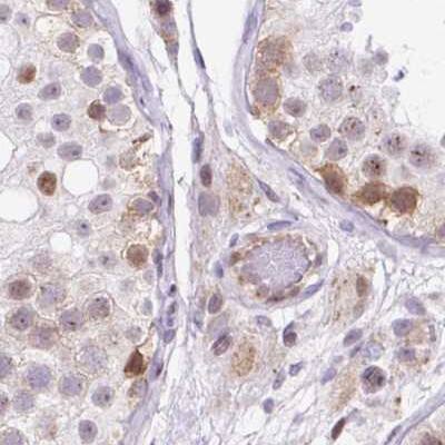 Staining of human testis.