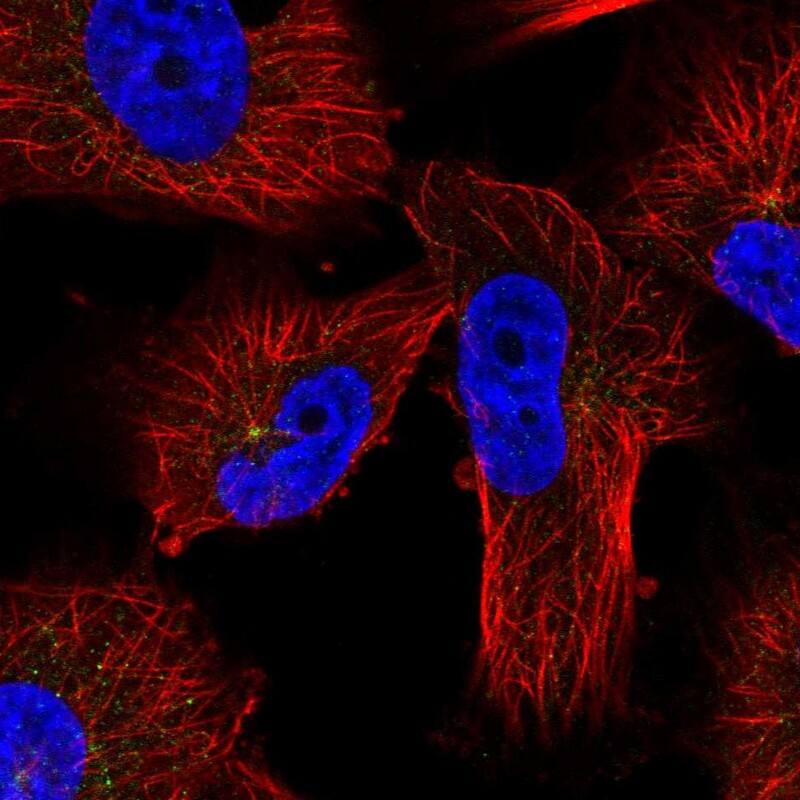 Staining of human cell line U-251 MG shows localization to microtubule organizing center.