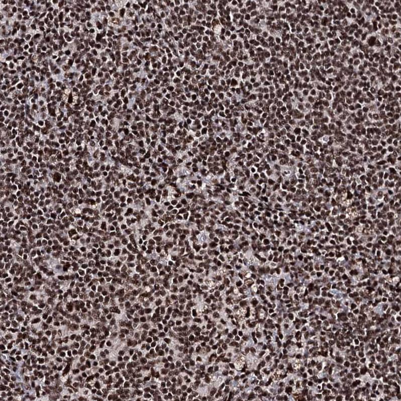 Staining of human lymph node shows strong nuclear positivity in non-germinal center cells.