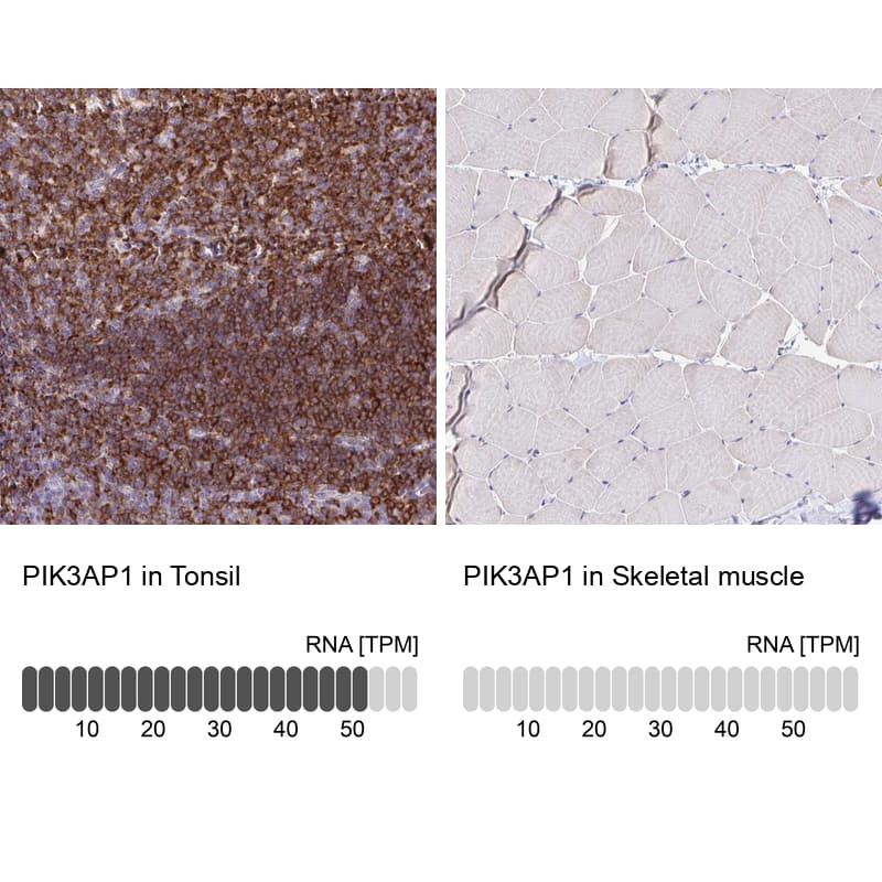 Immunohistochemistry-Paraffin BCAP/PIK3AP1 Antibody - BSA Free