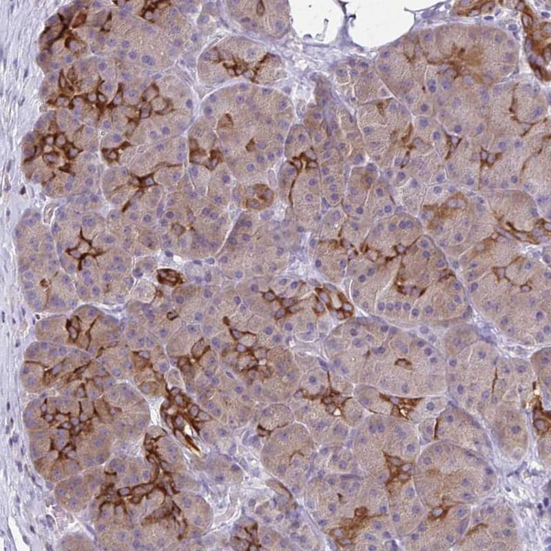 Immunohistochemistry-Paraffin BCAP/PIK3AP1 Antibody - BSA Free