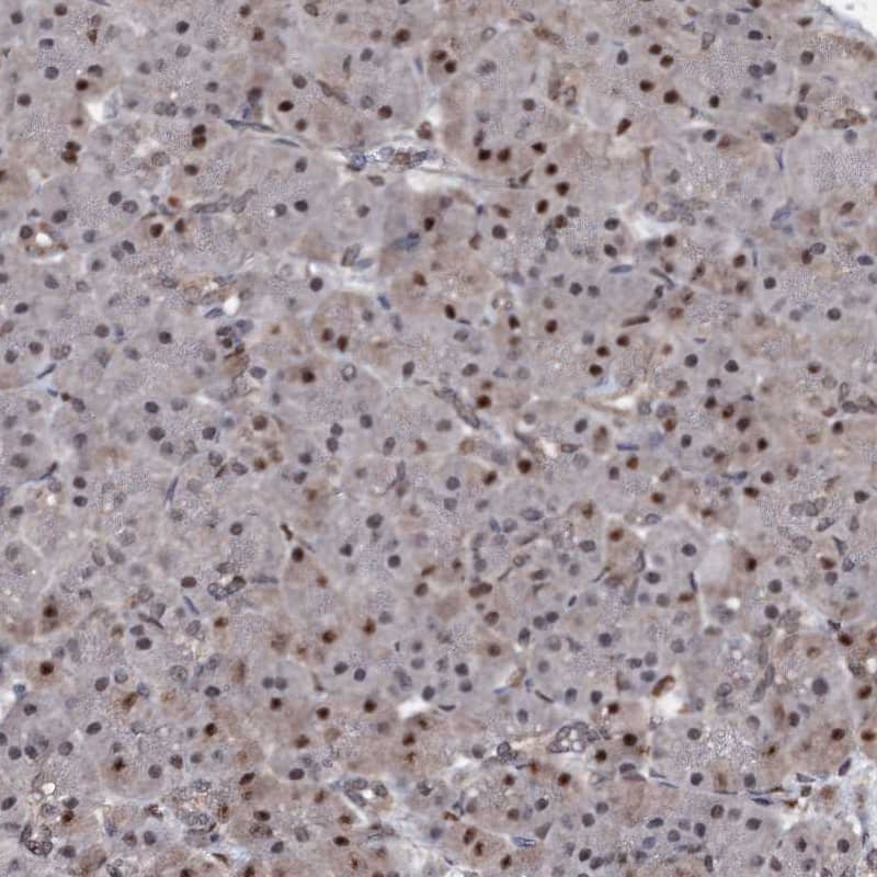 Staining of human pancreas shows strong nuclear positivity in exocrine glandular cells.