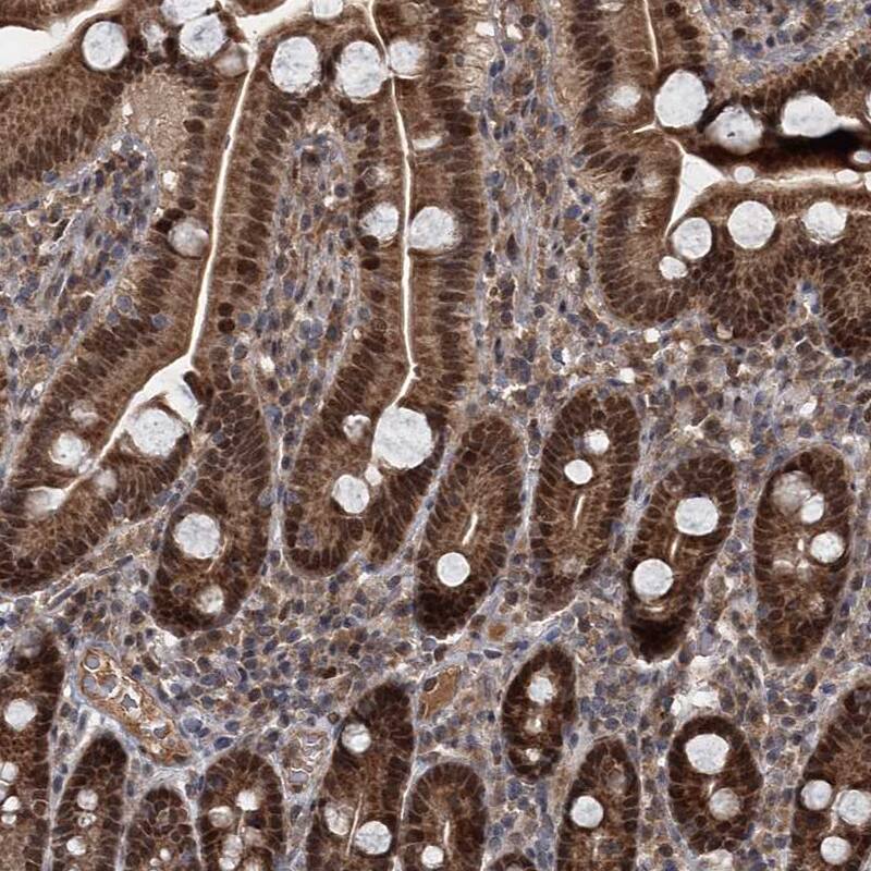 Staining of human duodenum shows strong nuclear positivity in glandular cells.