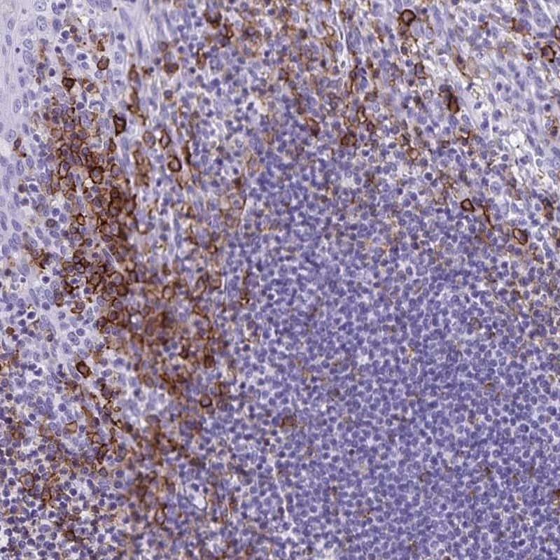 Staining of human tonsil shows high expression.