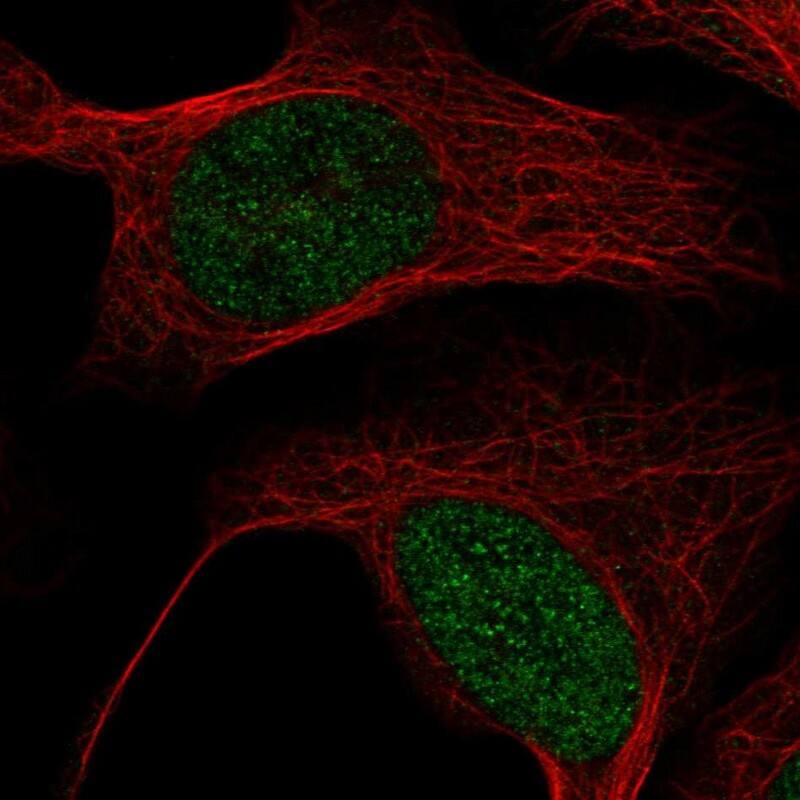 Staining of human cell line U-2 OS shows localization to nucleus.