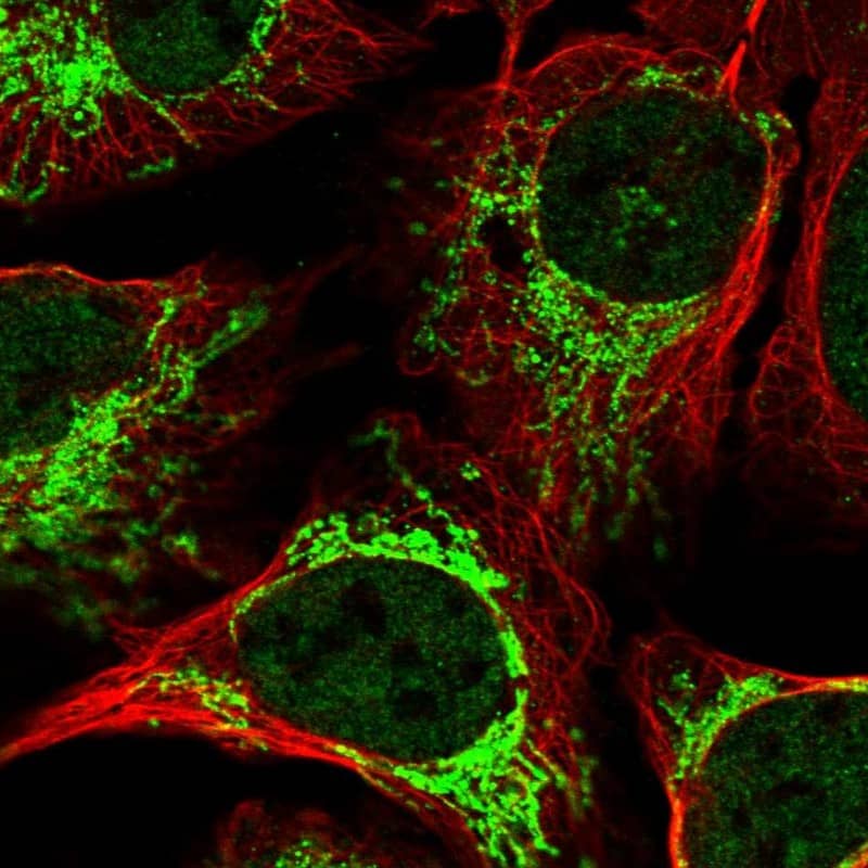 Immunocytochemistry/ Immunofluorescence DYNC2H1 Antibody - BSA Free