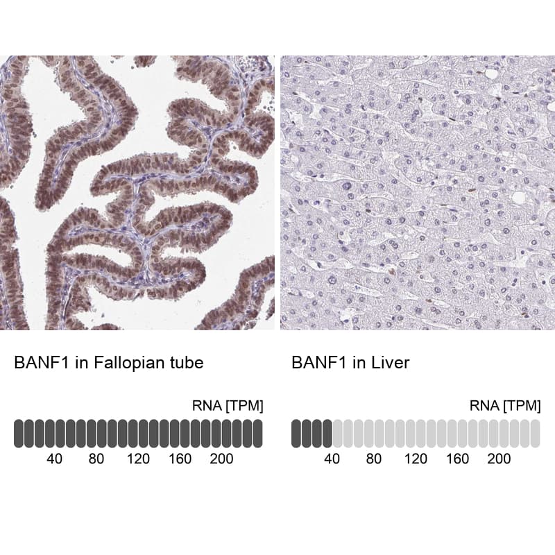 <b>Orthogonal Strategies Validation. </b>Analysis in human fallopian tube and liver tissues. Corresponding RNA-seq data are presented for the same tissues.