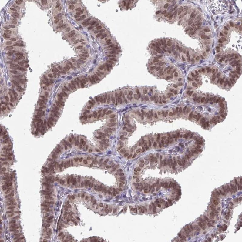 Staining of human Fallopian tube shows strong nuclear positivity in glandular cells.