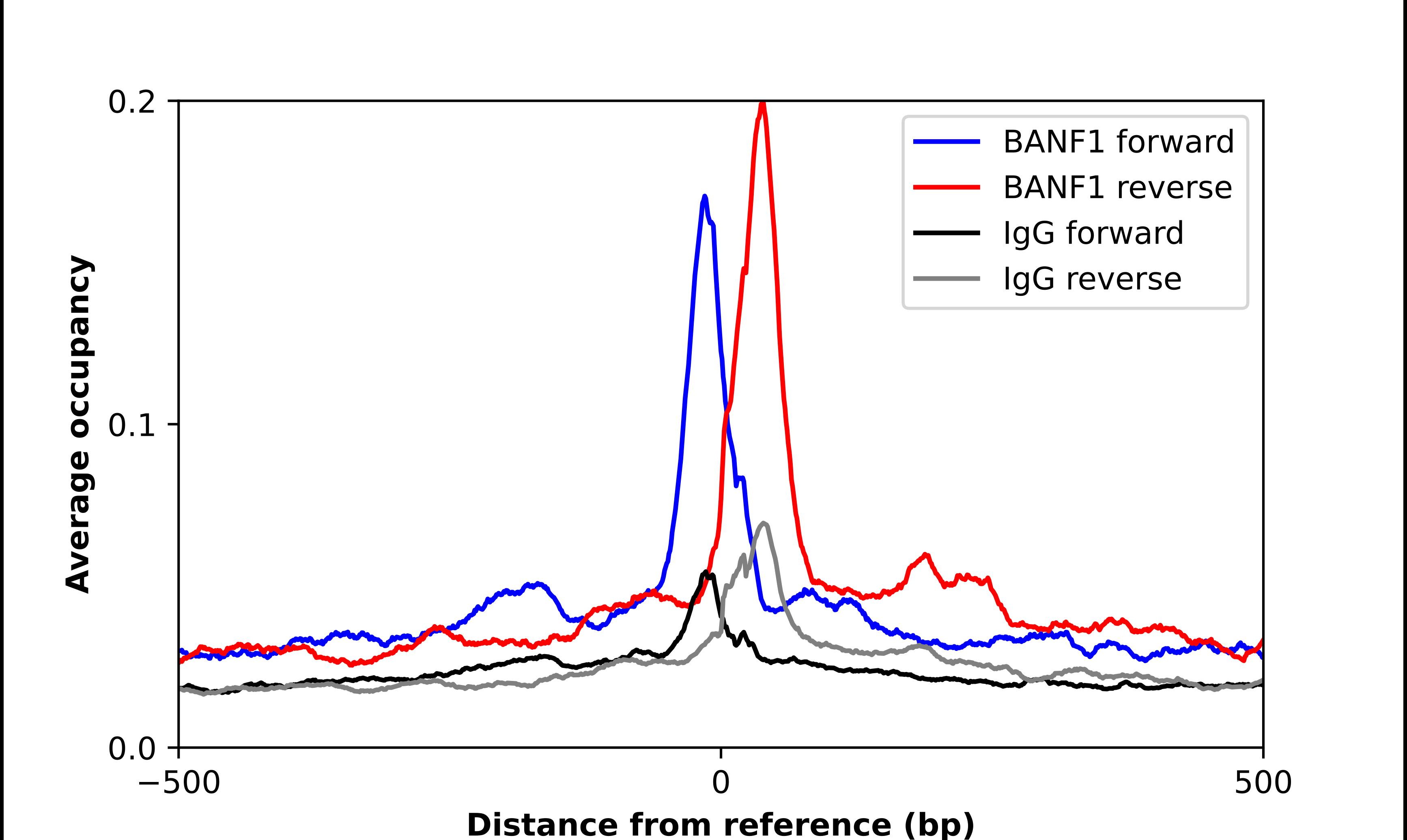 ChIP-Exo-Seq composite graph for Anti-BANF1 tested in K562 cells. Strand-specific reads (blue: forward, red: reverse) and IgG controls (black: forward, grey: reverse) are plotted against the distance from a composite set of reference binding sites. The antibody exhibits robust target enrichment compared to a non-specific IgG control and precisely reveals its structural organization around the binding site. Data generated by Prof. B. F. Pugh's Lab at Cornell University.