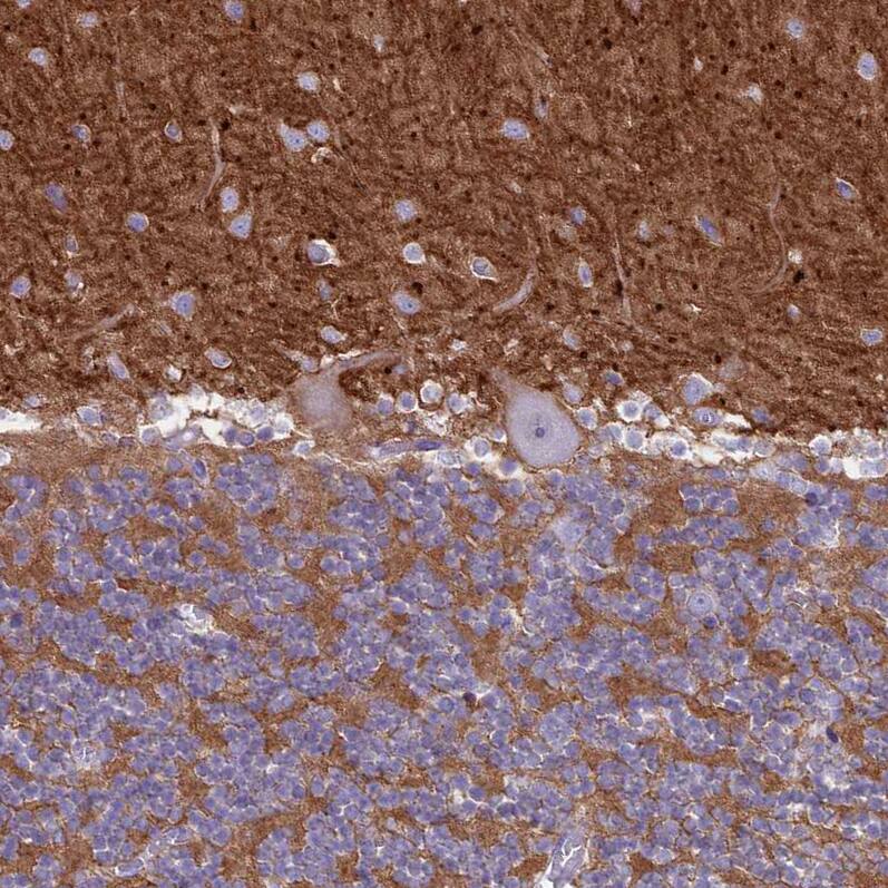 Staining of human cerebellum shows moderate to strong cytoplasmic positivity in cells in granular layer.