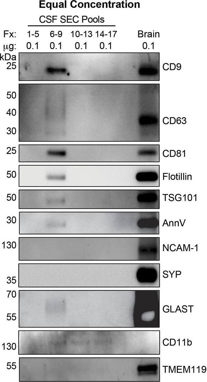 CSF EVs isolated by SEC are enriched for exosome and MV markers. (A) Equal volume loading of protein lysate (37 uL) from pools of SEC Fractions (Fxs): 1–5 (column void volume), 6–9, 10–13, and 14–17 stained for total protein, and immunoblotted for albumin, APOA1, and APOE. (B) Equal concentration loading of protein lysate (0.1 ug) from pools of Fxs 1–5, 6–9, 10–13, and 14–17 immunoblotted for CD9, CD63, CD81, flotillin, TSG101, AnnV, SYP, NCAM-1, GLAST, CD11b, and TMEM119. (C) Equal concentration loading of (1 ug) from pools of Fxs 1–5, 6–9, 10–13, and 14–17 immunoblotted for SYP and CD11b. Postmortem human cerebral cortex protein lysate (0.1 ug and 1 ug) was run as a positive control for each gel ((A-C): Brain). Image collected and cropped by CiteAb from the following open publication (//pubmed.ncbi.nlm.nih.gov/35573689), licensed under a CC-BY license. Not internally tested by Novus Biologicals.