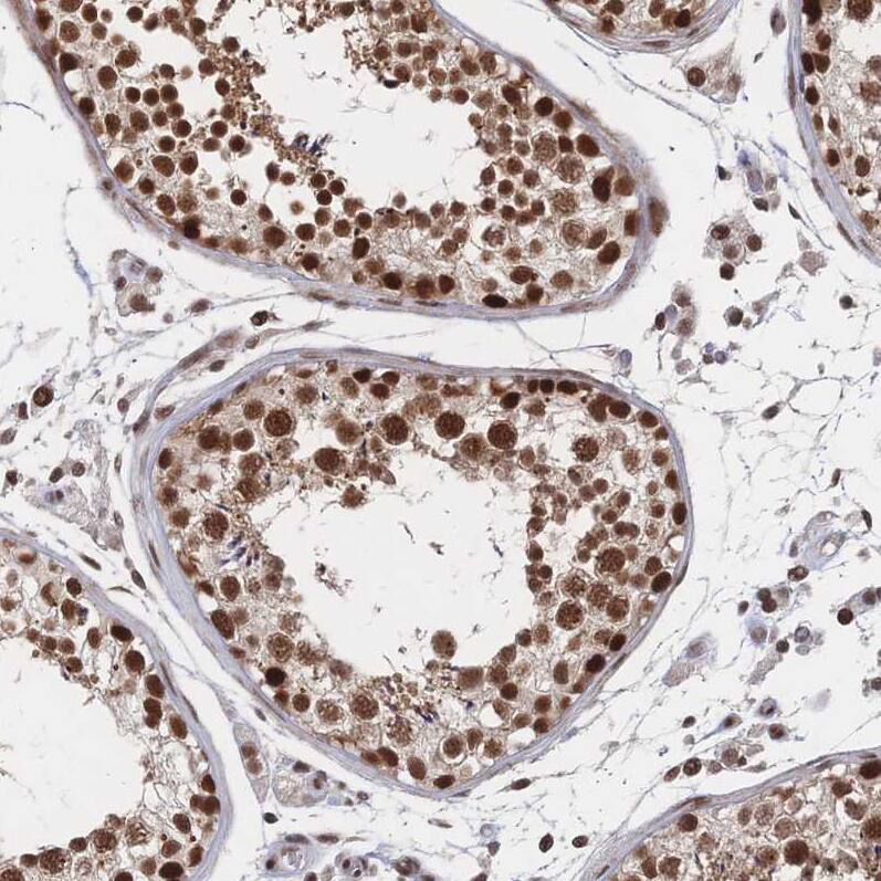 Staining of human testis shows strong nuclear positivity in cells in seminiferous ducts and leydig cells.