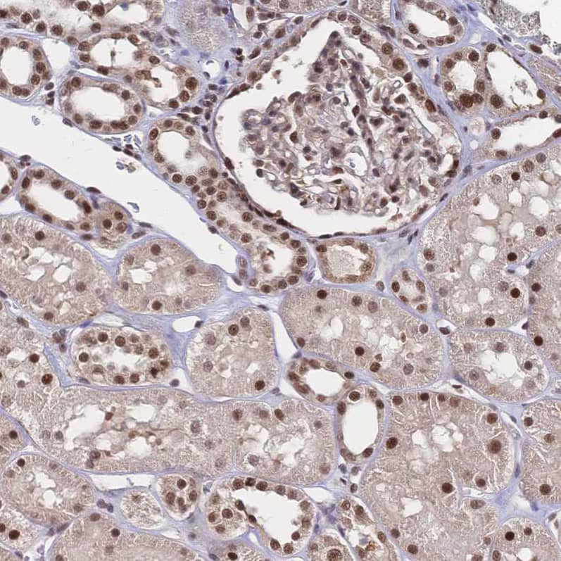 Staining of human kidney shows strong nuclear positivity in cells in tubules and cells in glomeruli.