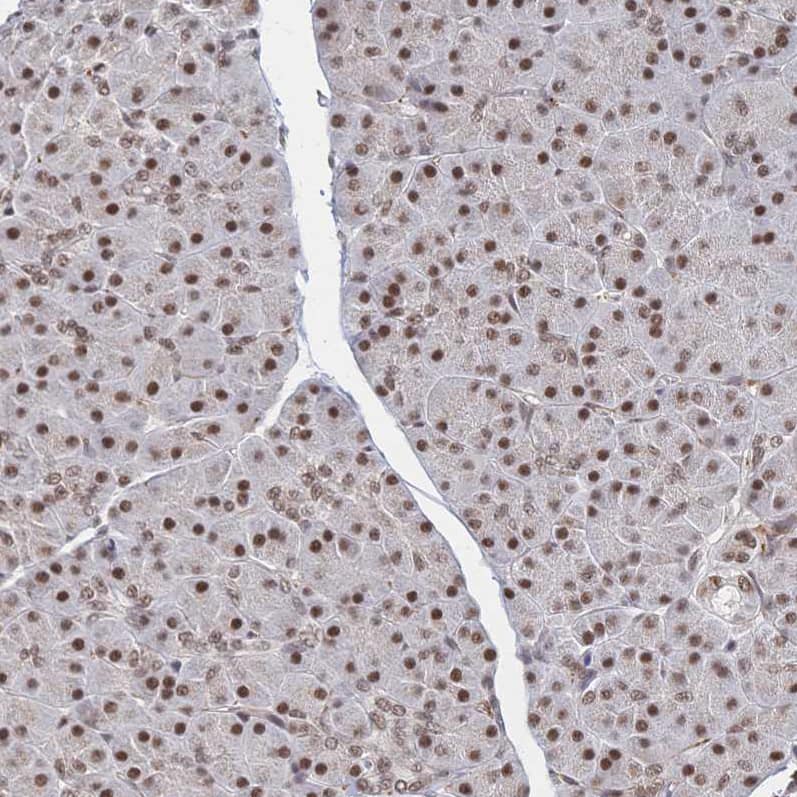 Staining of human pancreas shows strong nuclear positivity in exocrine glandular cells.