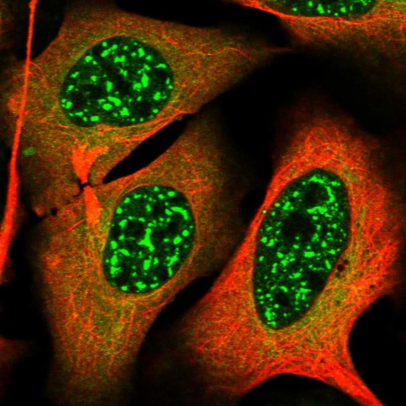 Staining of human cell line U-2 OS shows localization to nuclear speckles & cytosol.