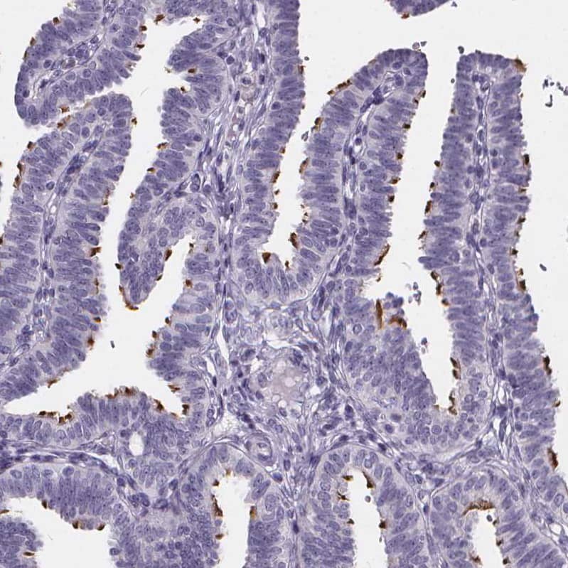 Staining of human fallopian tube shows strong cytoplasmic positivity in cilia glandular cells.