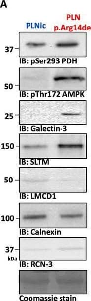 Western Blot SLTM Antibody - BSA Free