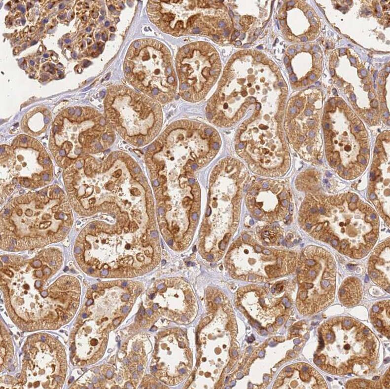 Staining of human kidney shows strong cytoplasmic positivity in cells in tubules.