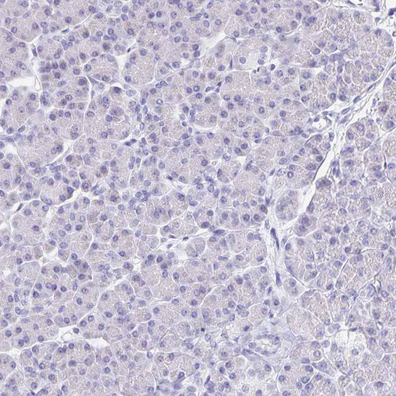 Staining of human pancreas shows no positivity in exocrine glandular cells as expected.