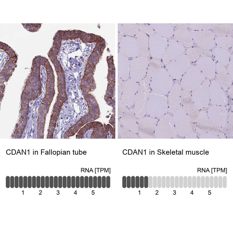 <b>Orthogonal Strategies Validation. </b>Analysis in human fallopian tube and skeletal muscle tissues. Corresponding RNA-seq data are presented for the same tissues.