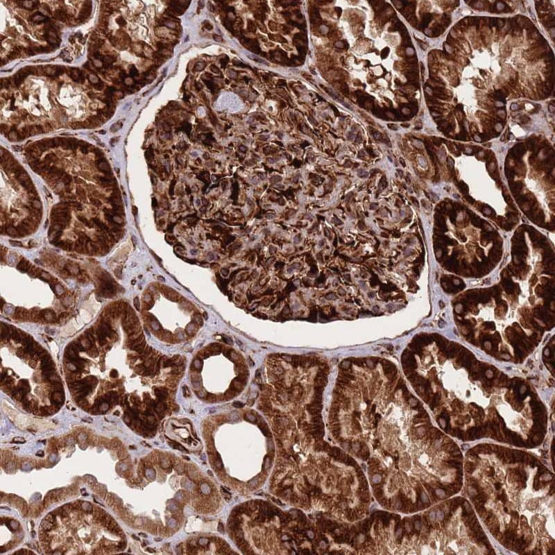 Staining of human kidney shows strong cytoplasmic positivity in cells in tubules and cells in glomeruli.