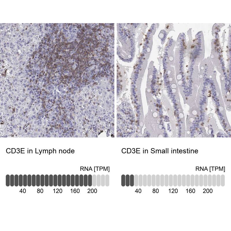 <b>Orthogonal Strategies Validation. </b>Analysis in human lymph node and small intestine tissues. Corresponding RNA-seq data are presented for the same tissues.
