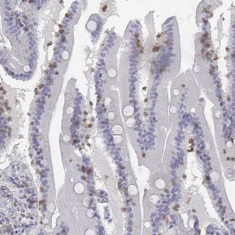 Staining of human small intestine shows weak to moderate cytoplasmic positivity in lymphoid cells.