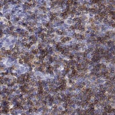 Staining of human tonsil.