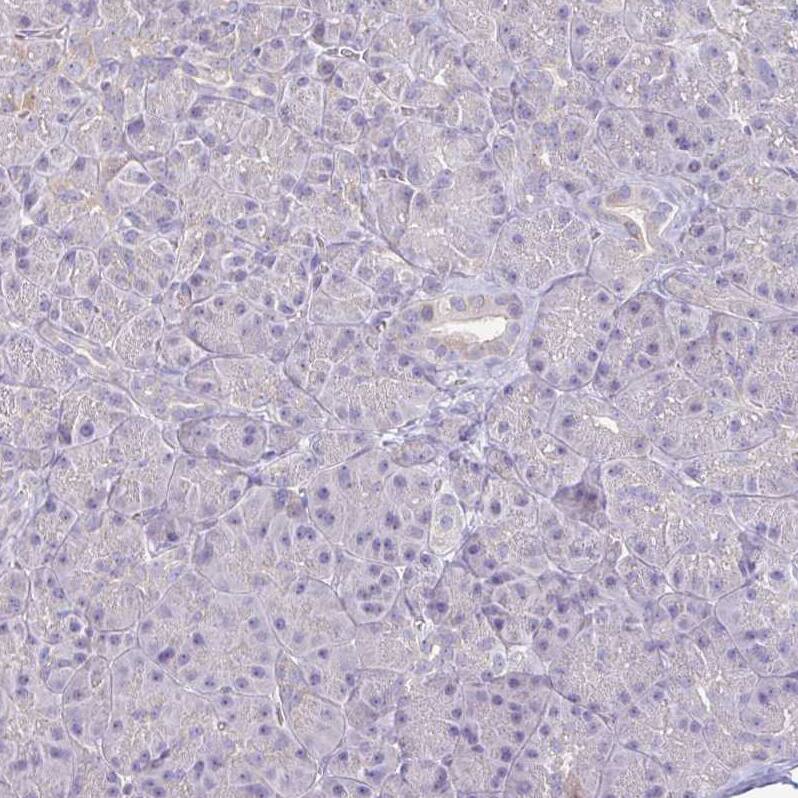 Staining of human pancreas shows no cytoplasmic positivity in exocrine glandular cells as expected.