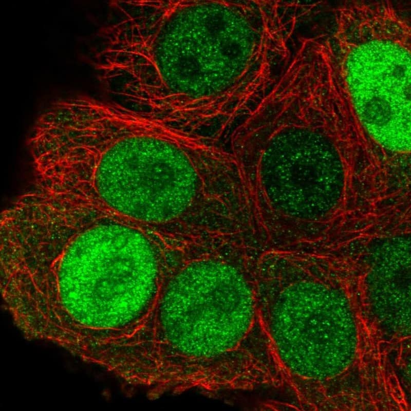 Staining of human cell line MCF7 shows localization to nucleoplasm.
