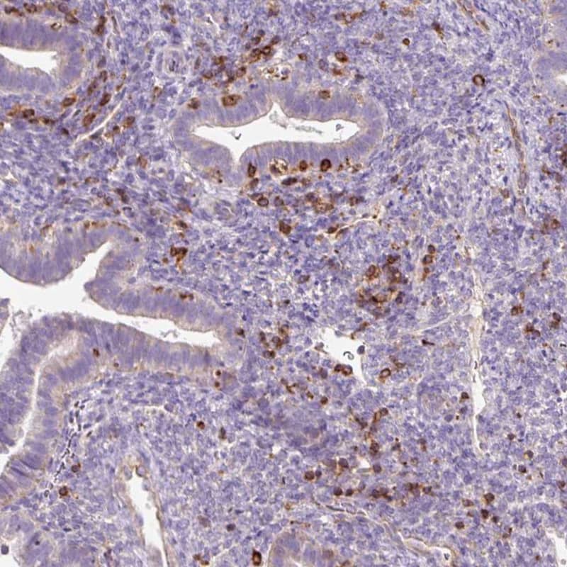 Staining of human endometrium shows moderate to strong cytoplasmic positivity in lymphoid cells.