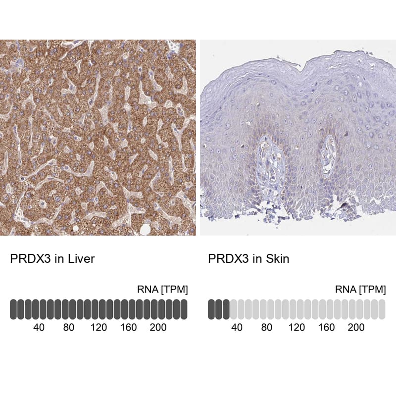 <b>Orthogonal Strategies Validation. </b>Analysis in human liver and skin tissues. Corresponding RNA-seq data are presented for the same tissues.