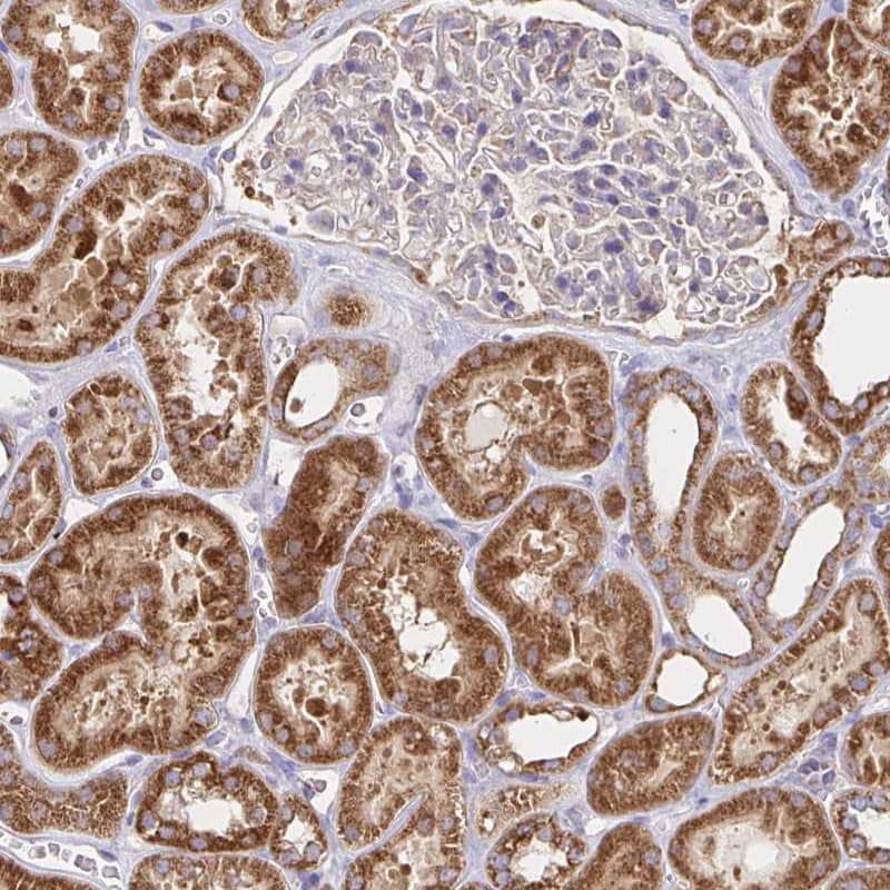 Staining of human kidney shows strong cytoplasmic granular positivity in cells in tubules.