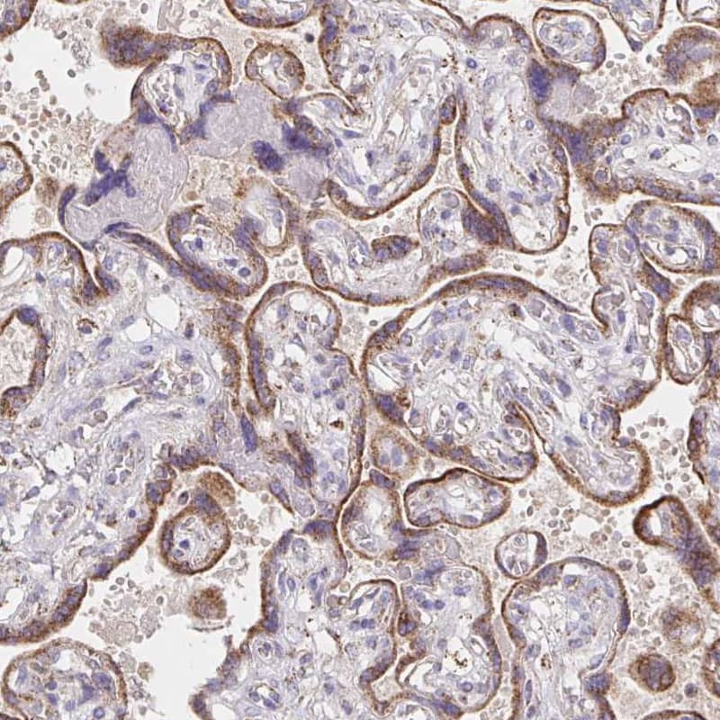 Staining of human placenta shows strong cytoplasmic granular positivity in trophoblastic cells.