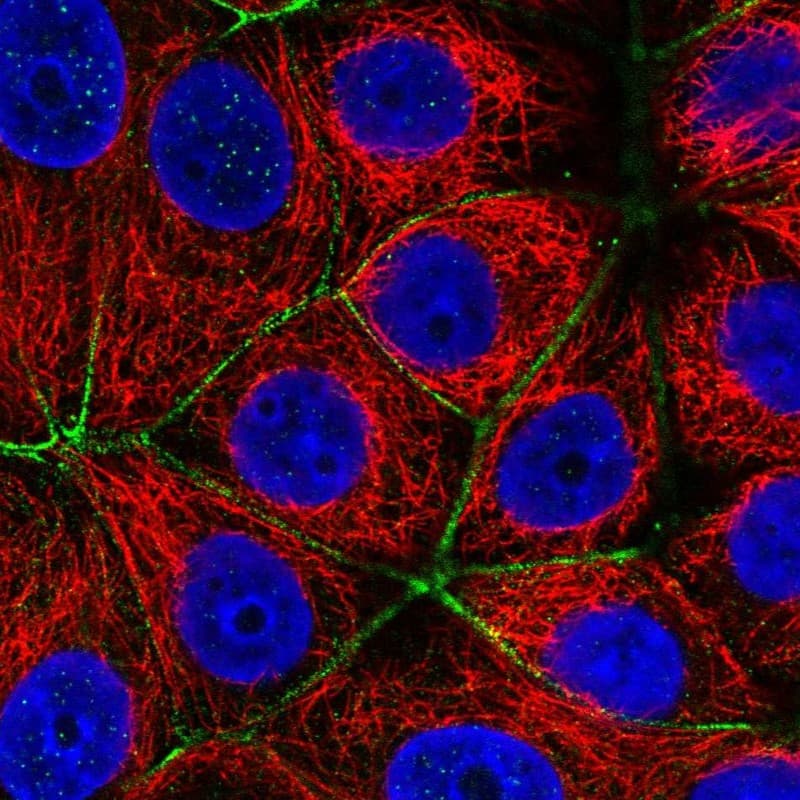 Staining of human cell line MCF7 shows localization to actin filaments & cell junctions.
