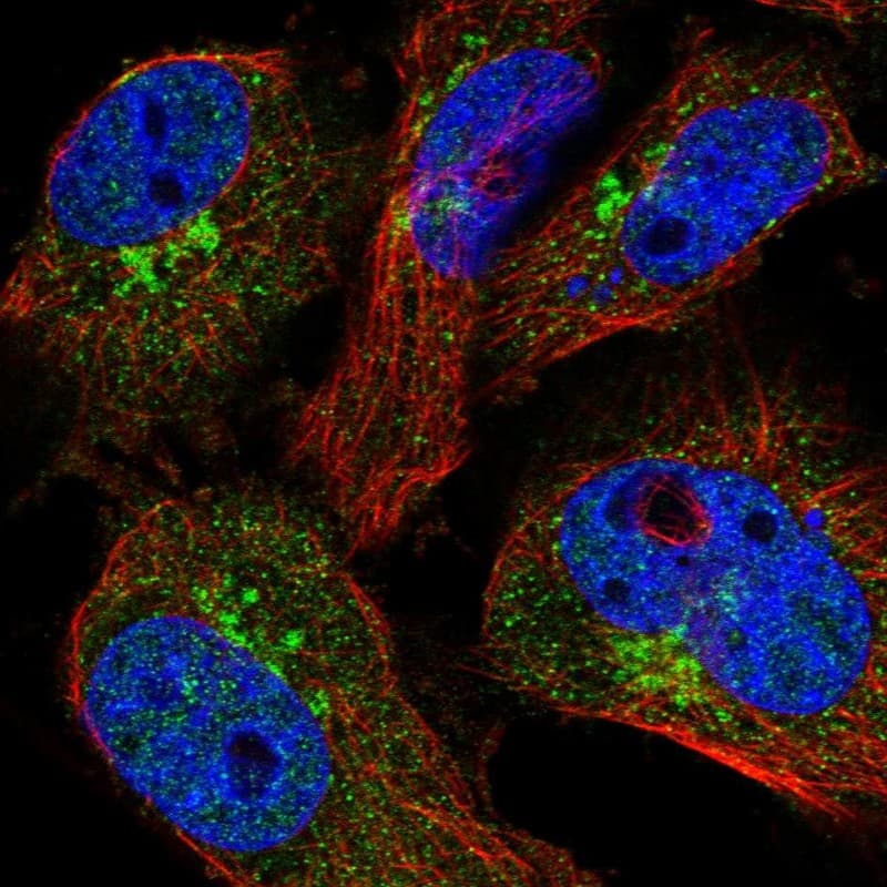 Immunocytochemistry/ Immunofluorescence COPE Antibody - BSA Free