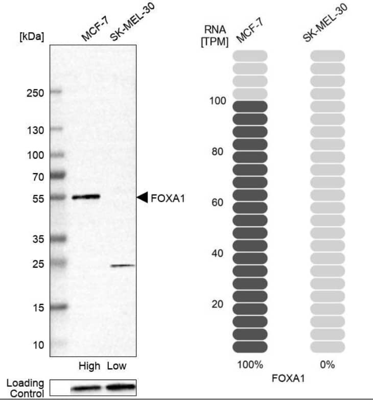 Western Blot HNF-3 alpha/FoxA1 Antibody - BSA Free