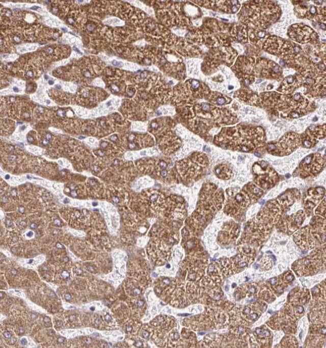 Immunohistochemistry-Paraffin ZW10 Antibody - BSA Free