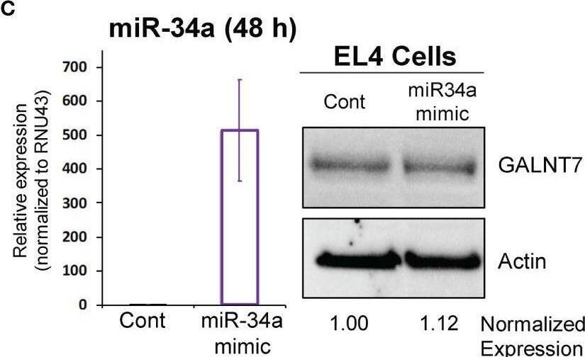 miR-34a regulates GALNT7 expression in primary T Cells. (A) Optimization of miR-34a used in nucleofection. miR-34a was overexpressed in mouse CD4+ T cells (B) or EL4 cells (C). miR-34a mRNA levels were assessed using qPCR. GALNT7 levels were measured using western blotting. Data from representative experiments are shown. Image collected and cropped by CiteAb from the following open publication (//pubmed.ncbi.nlm.nih.gov/35087510), licensed under a CC-BY license. Not internally tested by Novus Biologicals.