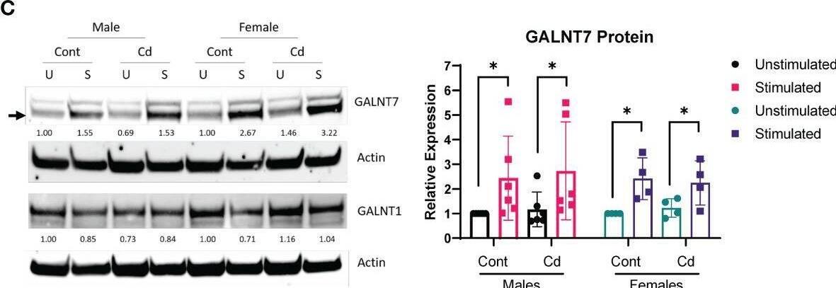 GALNT7 protein expression, but not mRNA expression, is altered in CD4+ T cells following activation. (A) Model of GALNT1 and GALNT7 regulation by lncSnhg7. (B, C) CD4+CD25- T conventional cells were isolated from total splenocytes. Cells were cultured in the presence of anti-CD3/CD28 magnetic beads for 0 and 16 hours for RNA or 0 and 72 hours for protein. GALNT1 and GALNT7 expression was analyzed by qPCR (B) and western blot (C). Statistical significance was assessed using ratio paired t-tests between stimulated and unstimulated samples with correction for multiple comparisons using the Holm-Šidak method in post-hoc analysis. *p < 0.05. n = 3-7 per group. Image collected and cropped by CiteAb from the following open publication (//pubmed.ncbi.nlm.nih.gov/35087510), licensed under a CC-BY license. Not internally tested by Novus Biologicals.