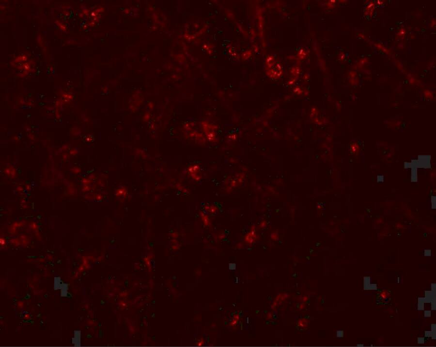 Immunocytochemistry/ Immunofluorescence: Synaptopodin Antibody - BSA Free [NBP2-39100] - Immunofluorescence of Synaptopodin in human brain tissue with Synaptopodin antibody at 20 u/mL.