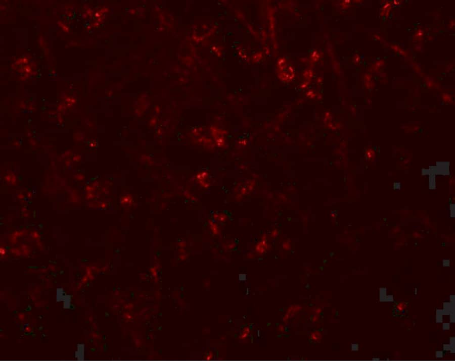 Immunocytochemistry/ Immunofluorescence: Synaptopodin Antibody - BSA Free [NBP2-39100] - Immunofluorescence of Synaptopodin in human brain tissue with Synaptopodin antibody at 20 u/mL.