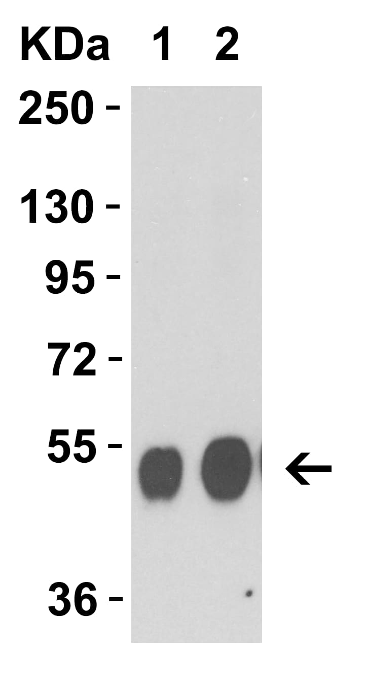 Western Blot: Avian Influenza A H5N1 Neuraminidase Antibody - BSA Free [NBP2-41049] - Validation with Avian Influenza NA Protein.   Loading: 50ng (Lane 1) and 100ng (Lane 2) Avian Influenza Neuraminidase recombinant protein.  Antibodies: Avian Influenza antibody, ,  1 ug/mL,  1h incubation at RT in 5% NFDM/TBST.   Secondary: Goat anti-rabbit IgG HRP conjugate at 1:10,000 dilution.  